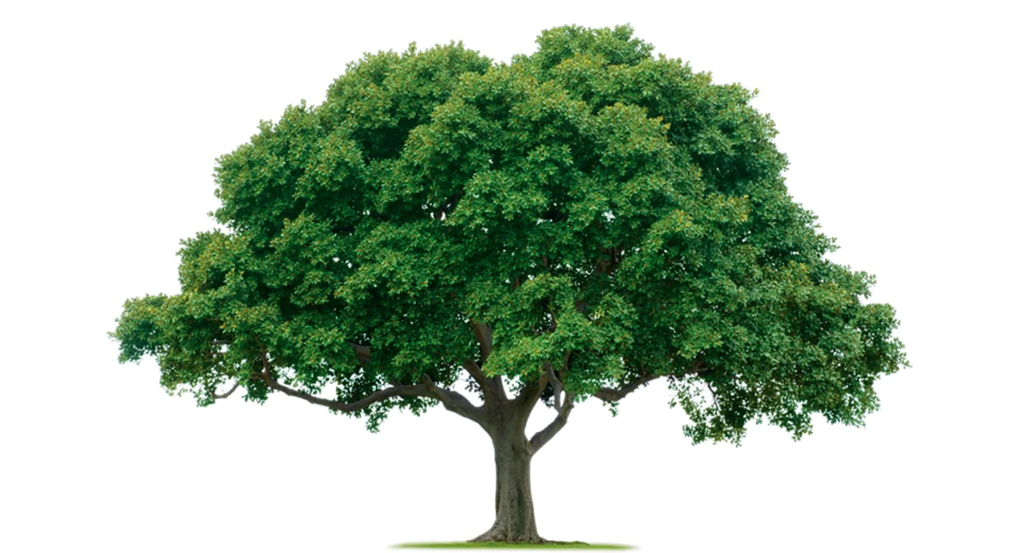 a tree with green leaves and wide crown