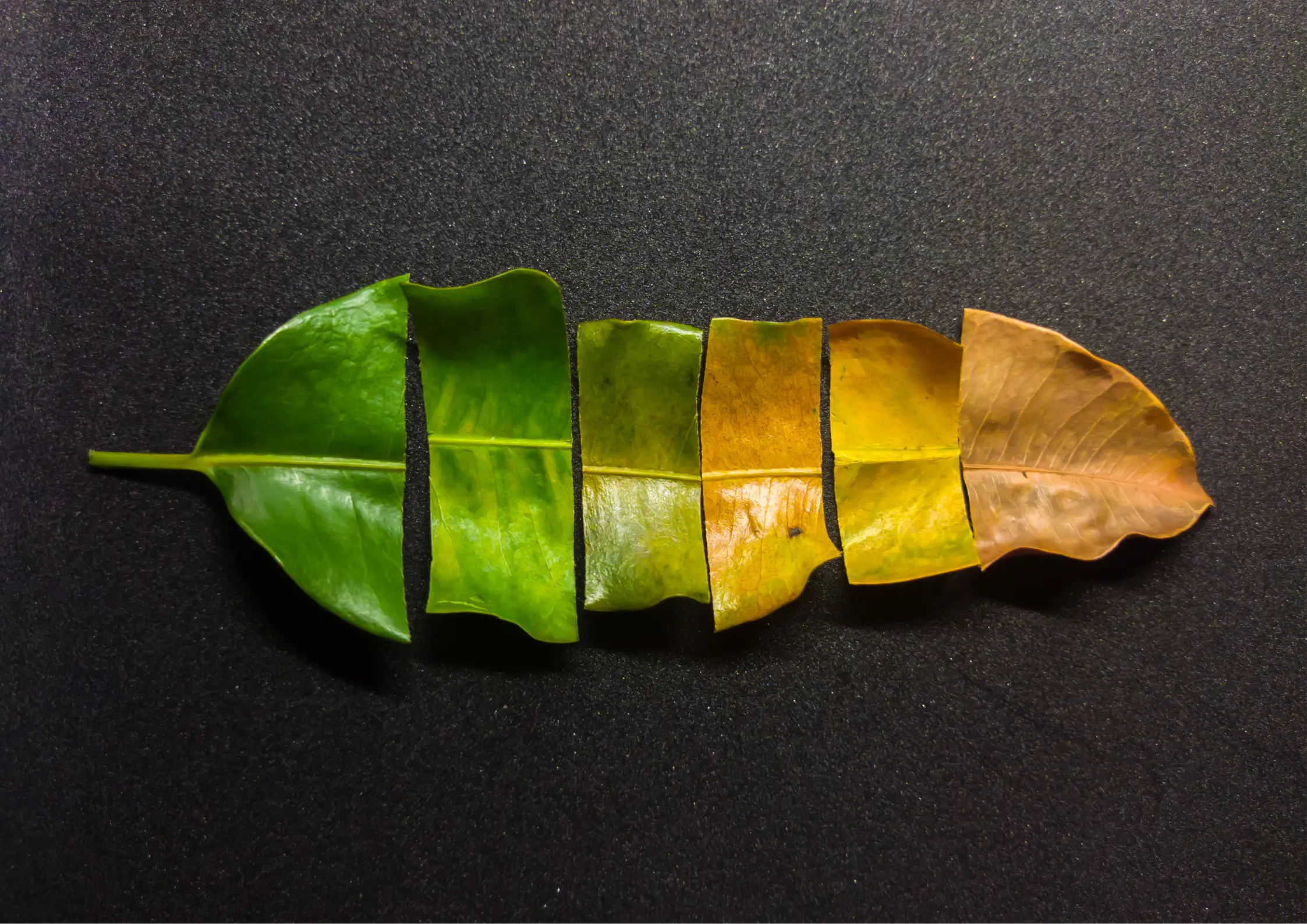 A leaf chopped into six pieces, each colored from green to brown to represent different life cycles